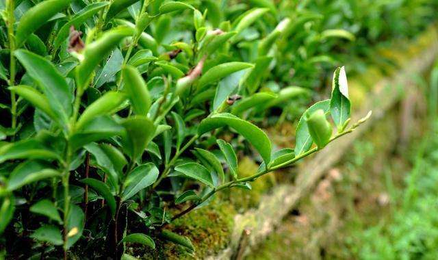 果菜茶有机肥替代化肥项目