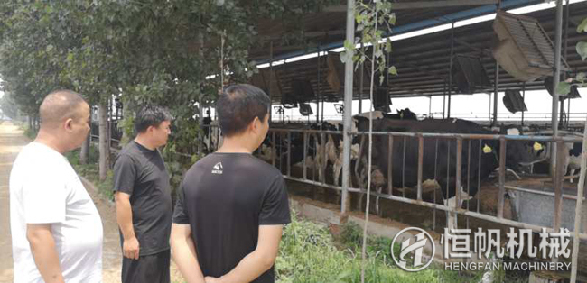 郑州恒帆机械为温县客户实地规划年产三万吨牛粪有机肥生产线项目(图1) 钟经理在客户的带领下参观牛养殖场